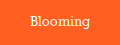 Blooming